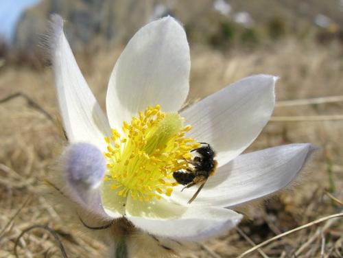 Andrena sp.
